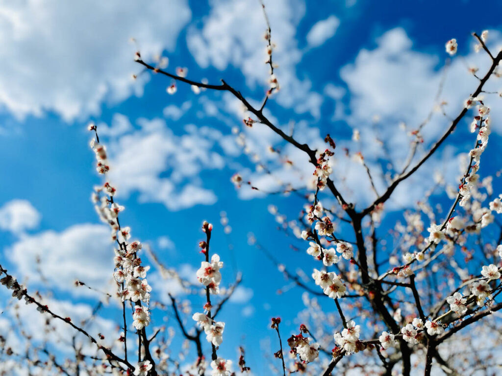 南部梅林 梅の花