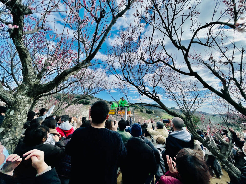 南部梅林 餅まき