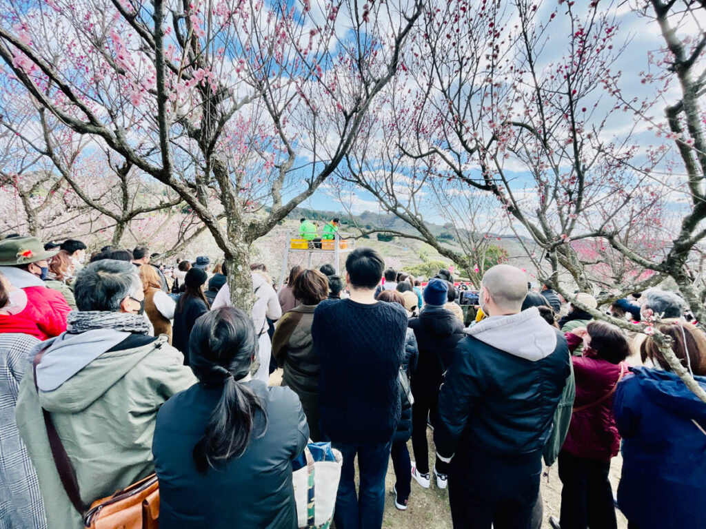 南部梅林 餅撒き