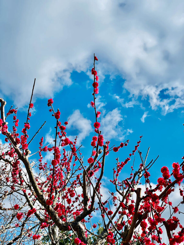 南部梅林 梅の花 紅梅