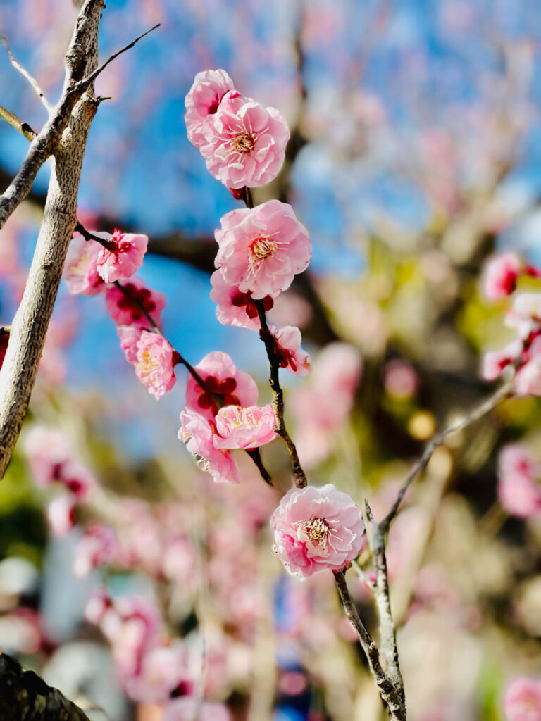 南部梅林 桃色の梅の花